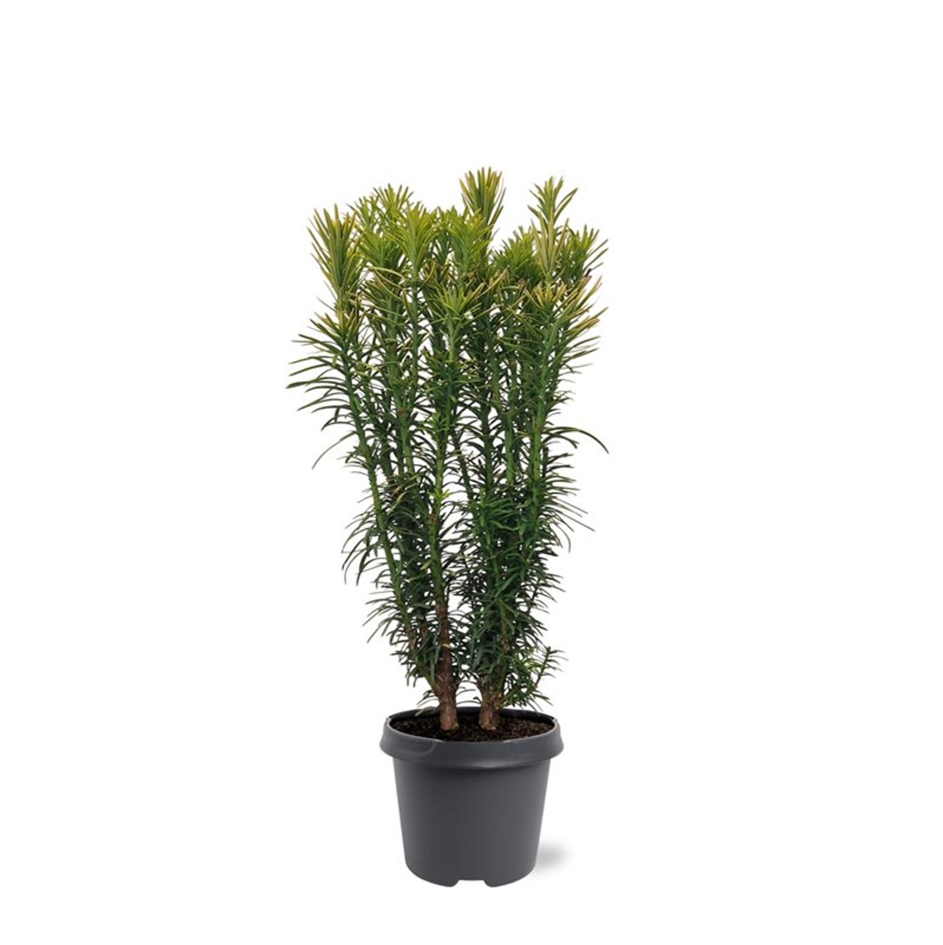 Cephalotaxus h. 'Korean Gold' - C5 40-50 CM
