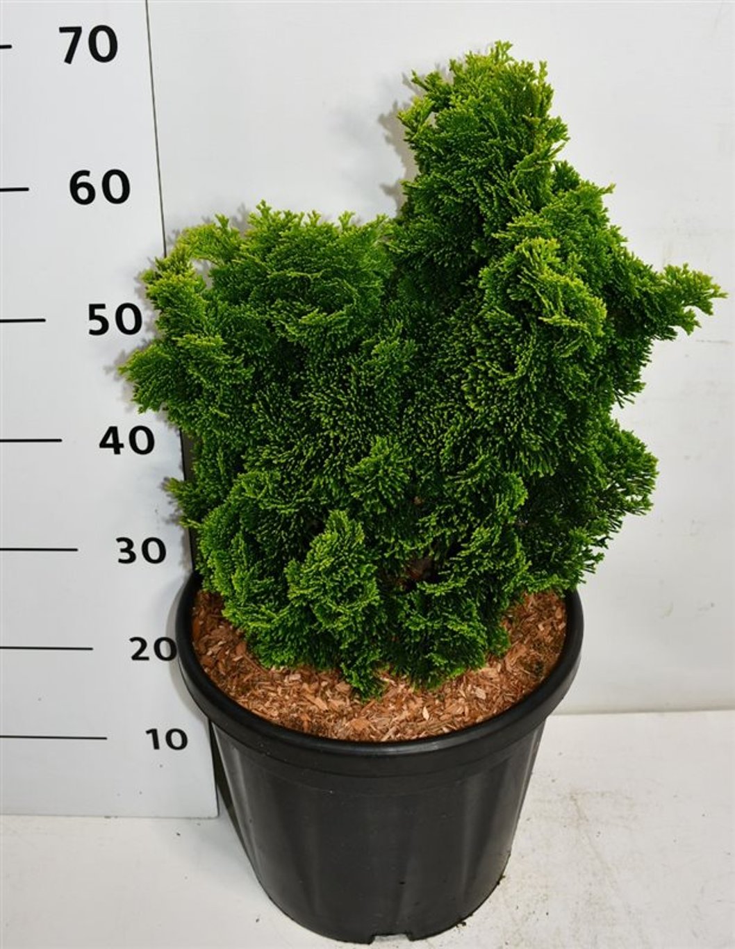 Chamaecyparis o. 'Aurora' - C20 40-50 CM