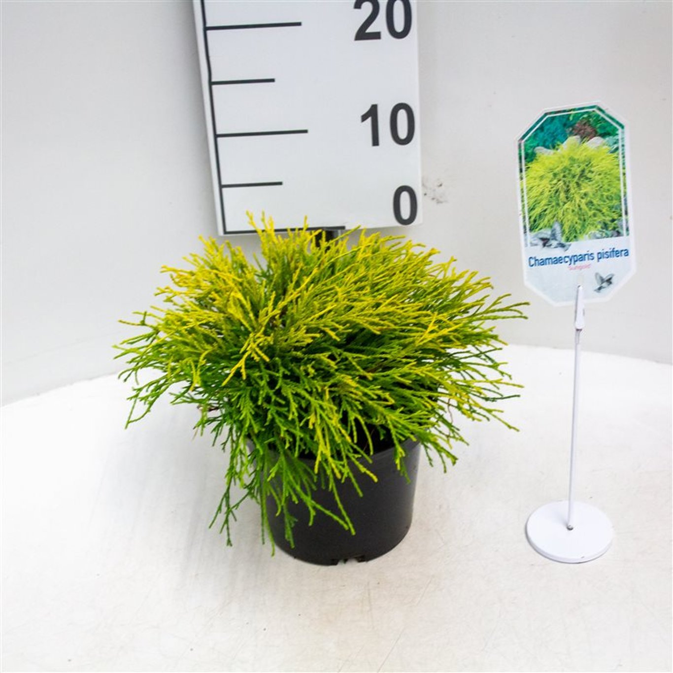 Chamaecyparis p. 'Sungold' - C2 20-25 CM