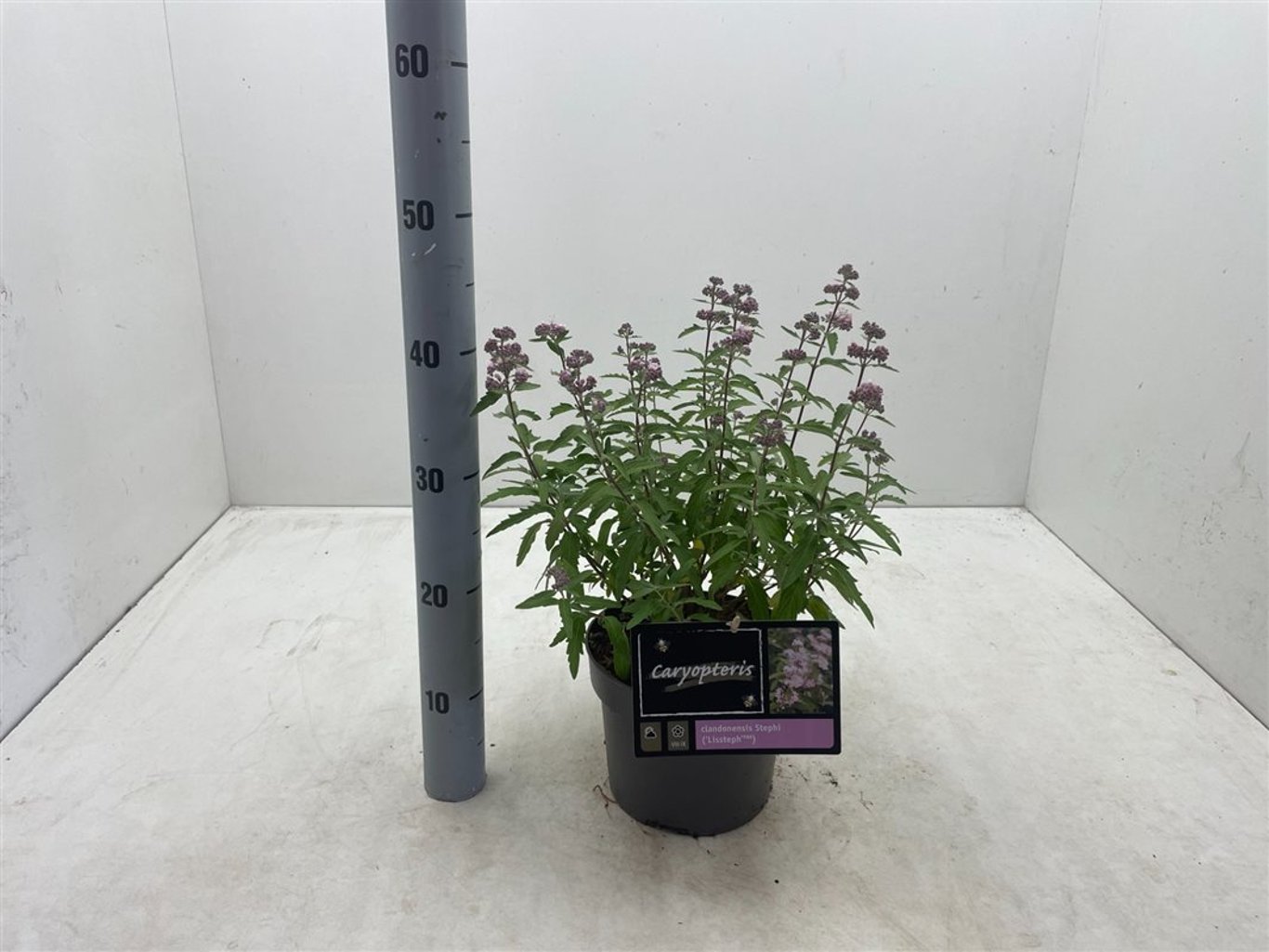 Caryopteris cland. 'Stephi' ® - C2