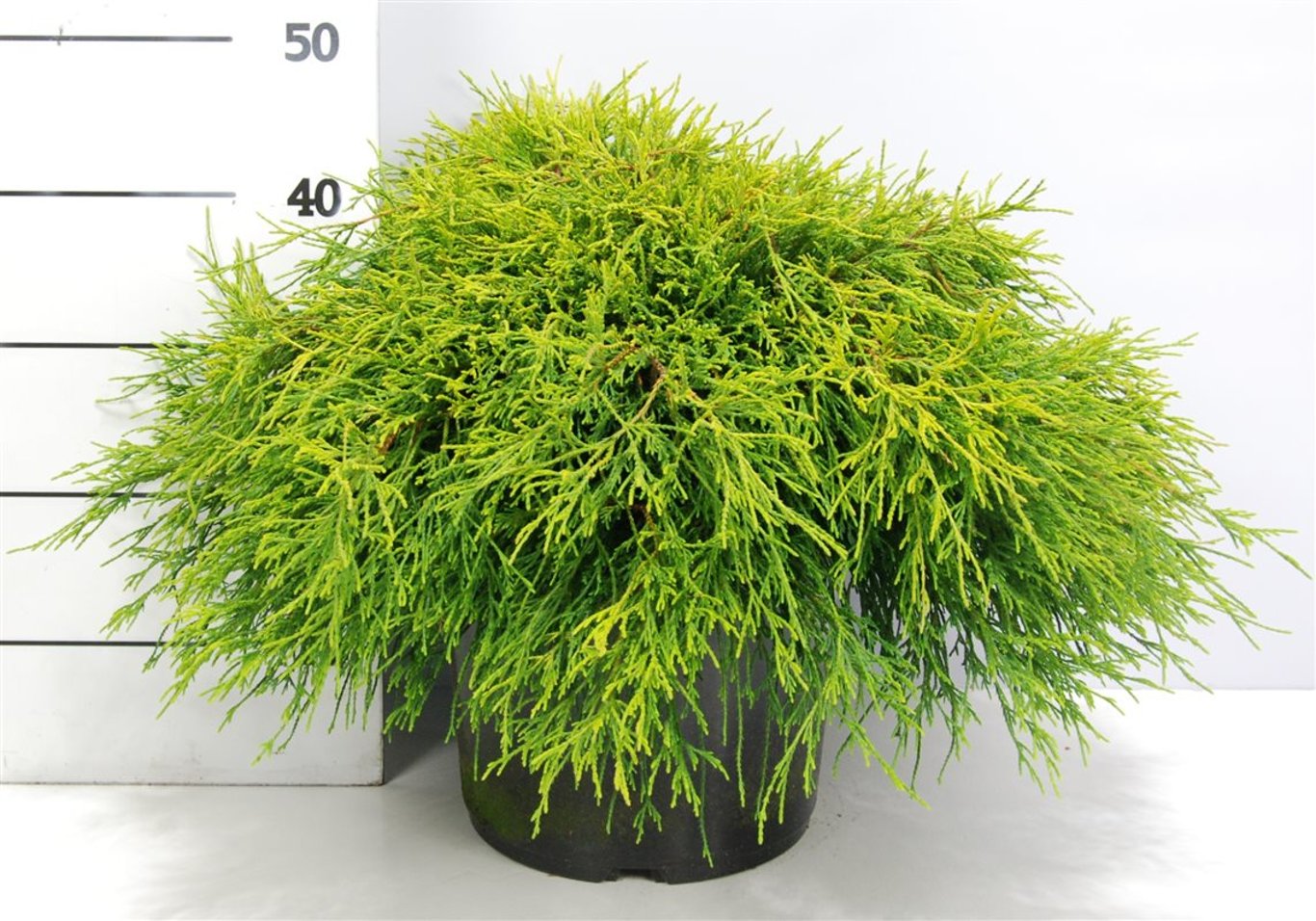 Chamaecyparis p. 'Sungold' - C12 50-60 CM