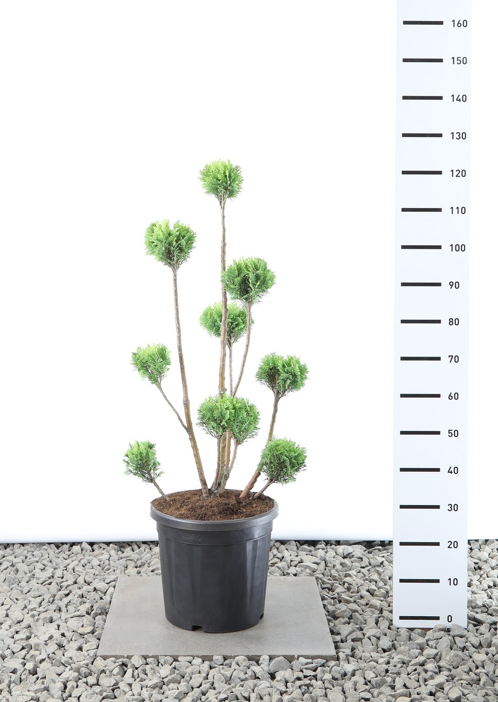 Chamaecyparis l. 'Ellw. Gold' - 80-100 CM PonPon Cont.