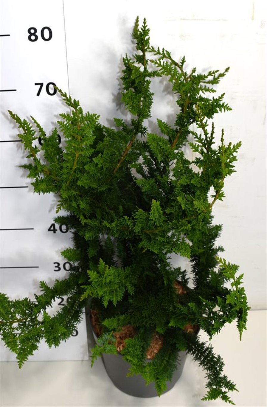 Chamaecyparis o. 'Teddy Bear' - C7.5 40-50 CM
