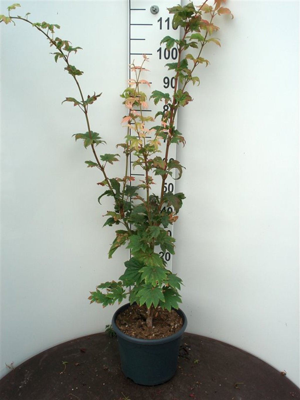 Acer japonicum 'Vitifolium' - C10 60-80 CM