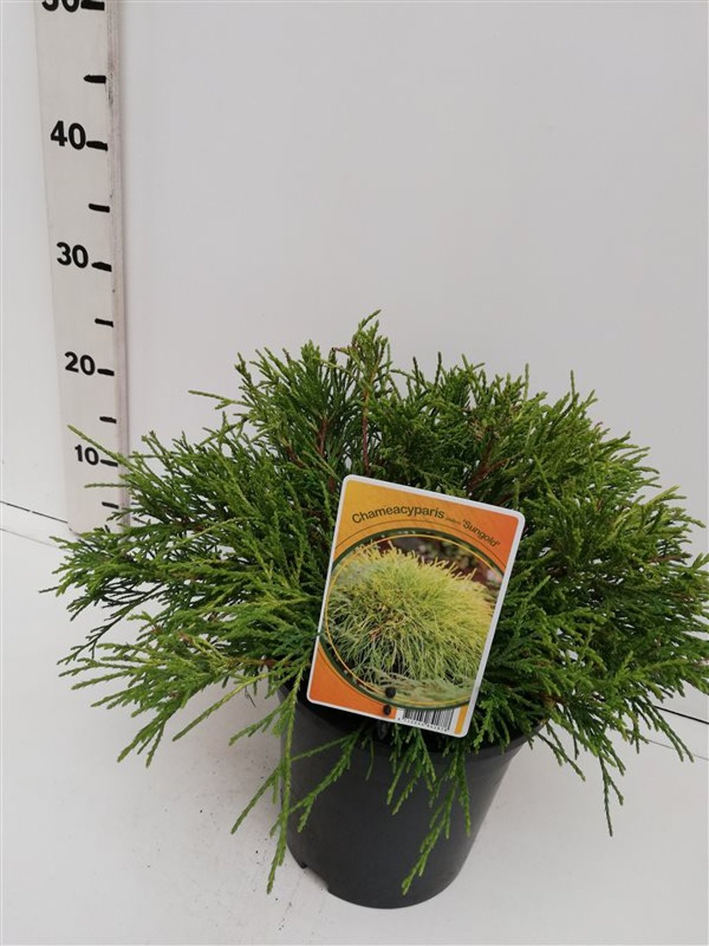 Chamaecyparis p. 'Sungold' - C3 30-40 CM