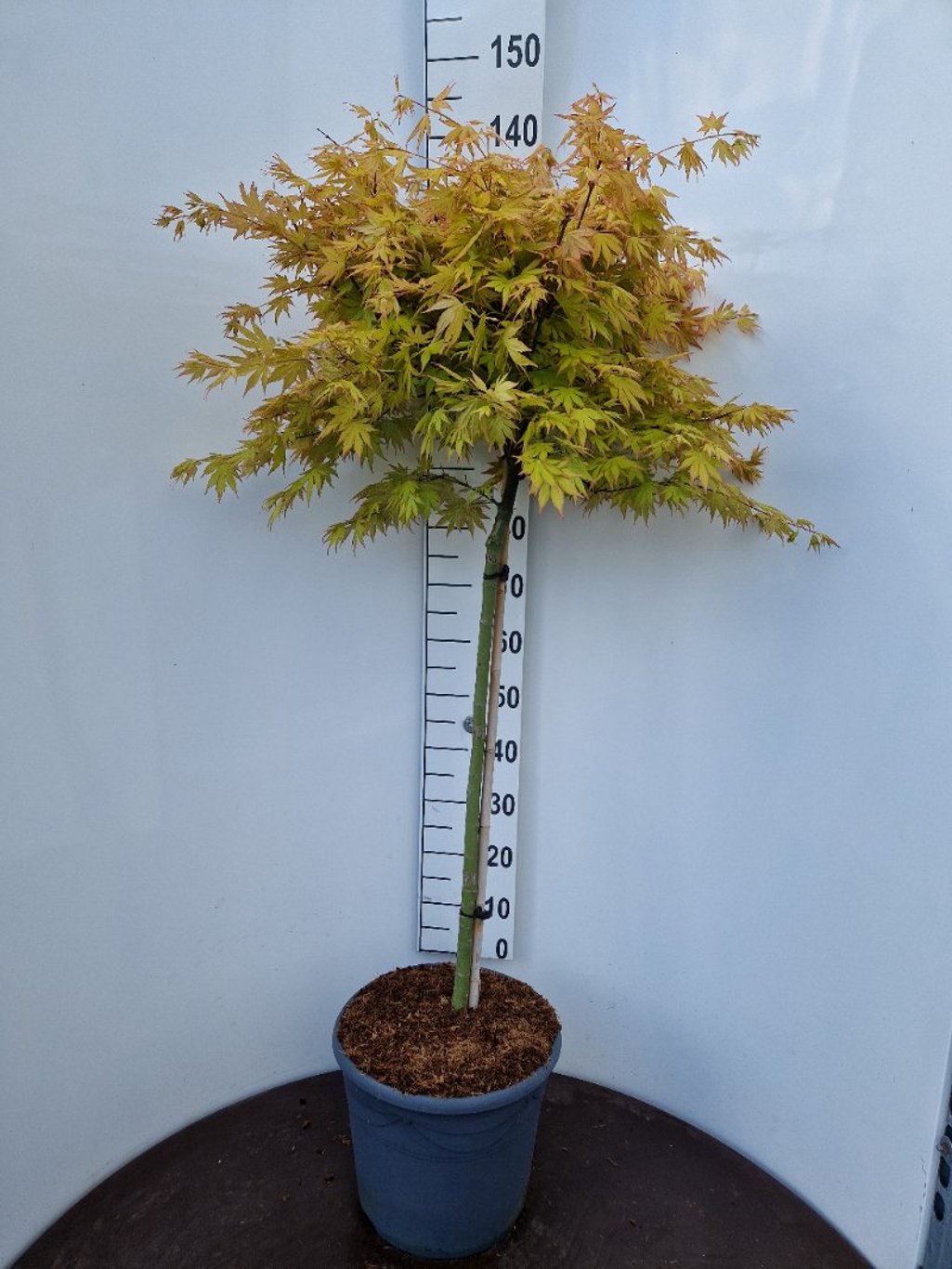 Acer pal. 'Katsura' - 90 CM Stem C20