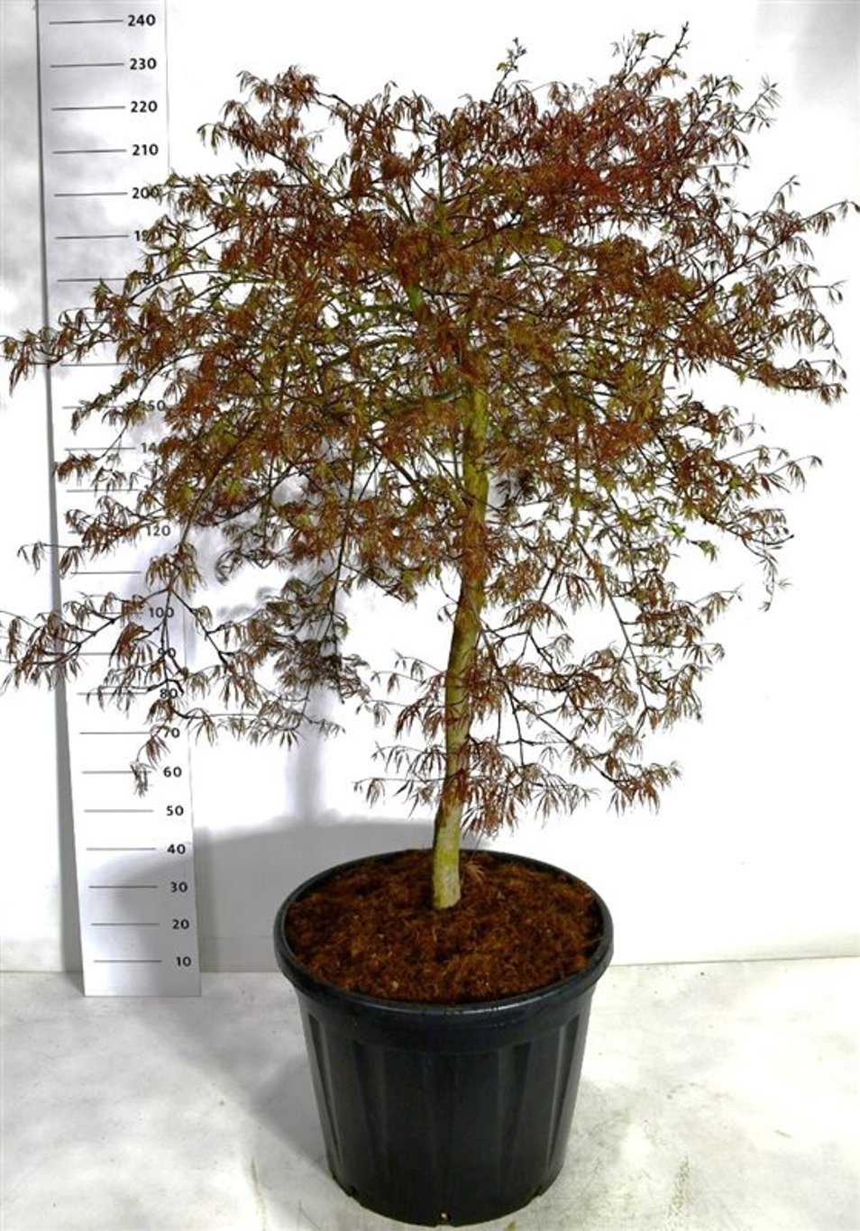 Acer pal. 'Inaba-shidare' - 100 CM Stem Cont.