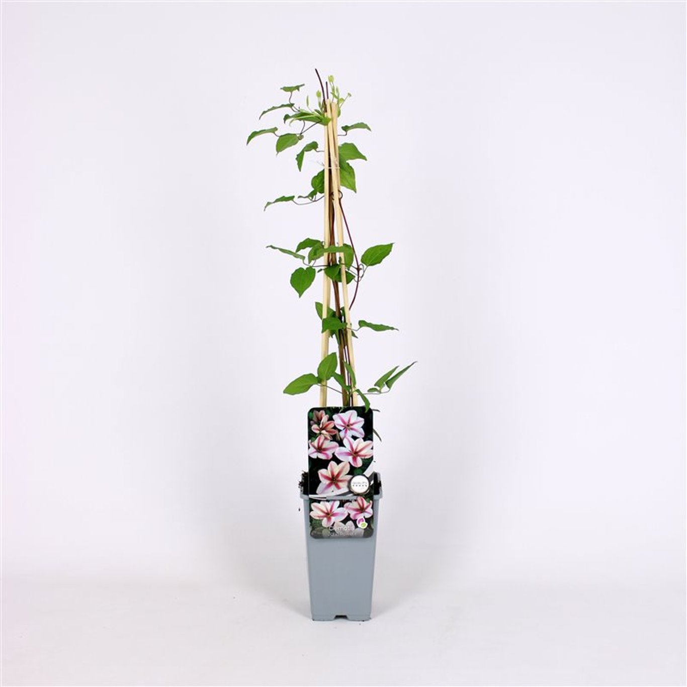 Clematis 'Jan Pawel II' - C2 70/+ CM