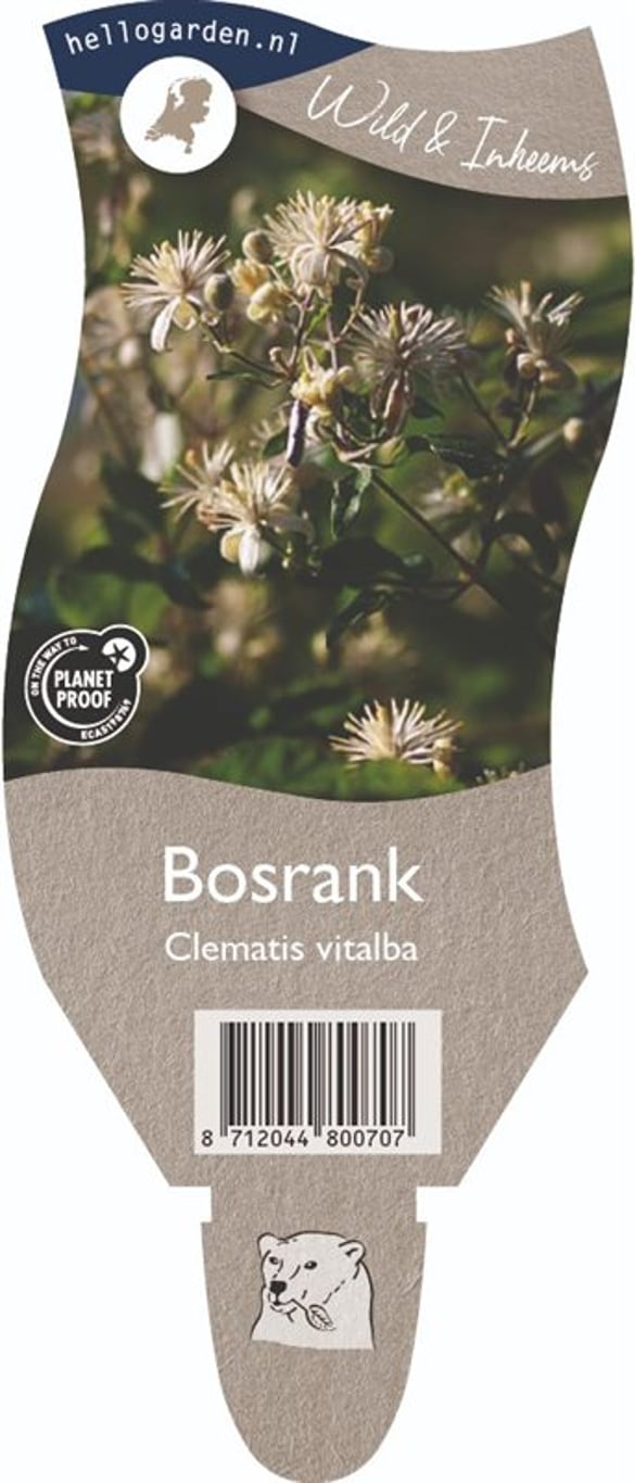 Clematis vitalba - P11