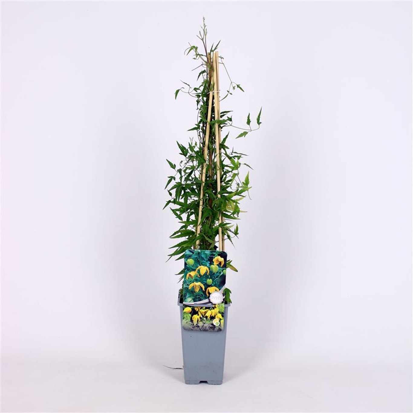 Clematis tangutica - C2 70/+ CM