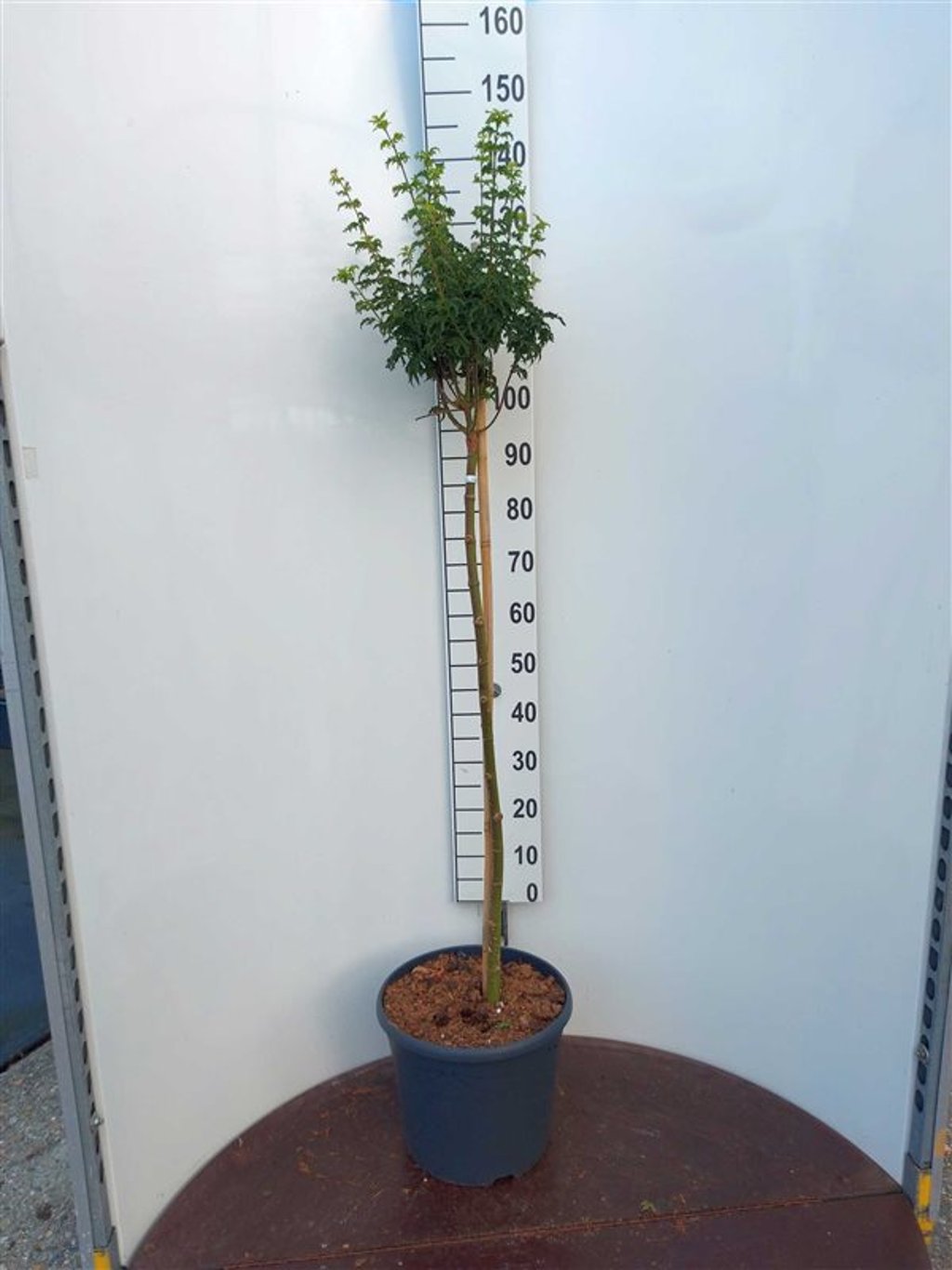 Acer pal. 'Shishigashira' - 90 CM Stem C20