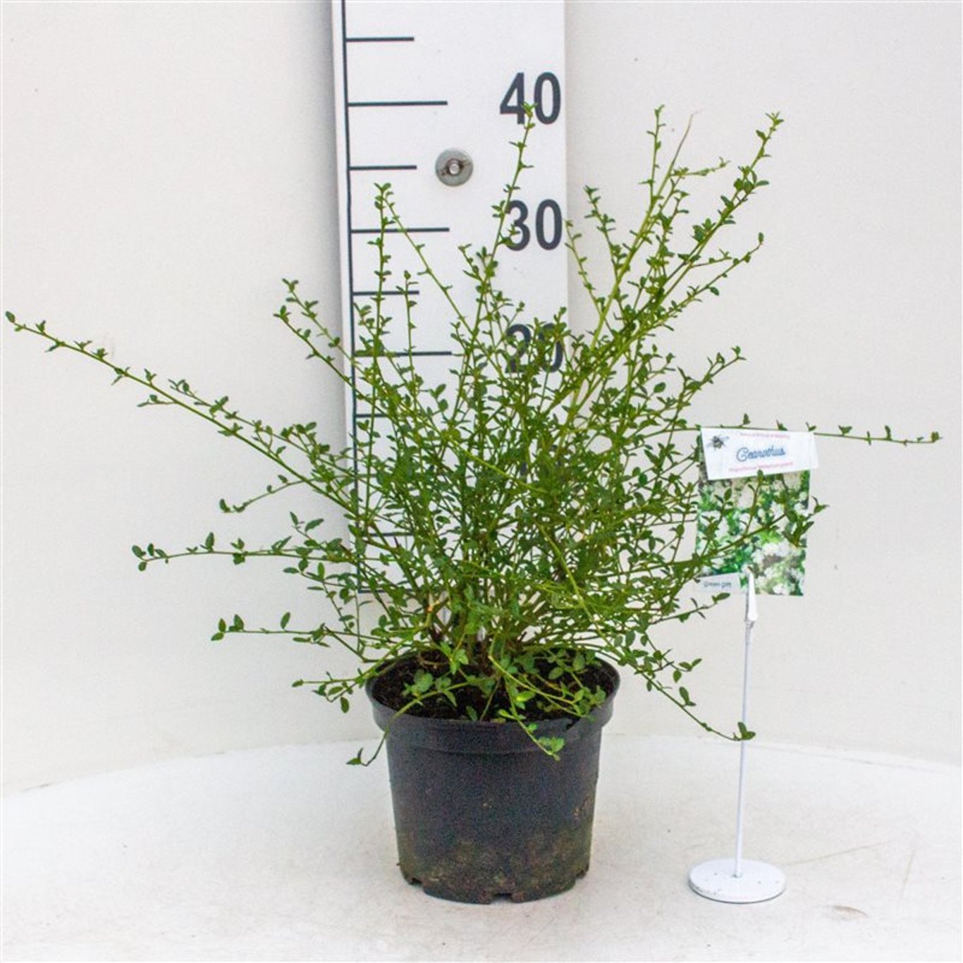 Ceanothus thyr. 'Millerton Point' - C3 30-40 CM