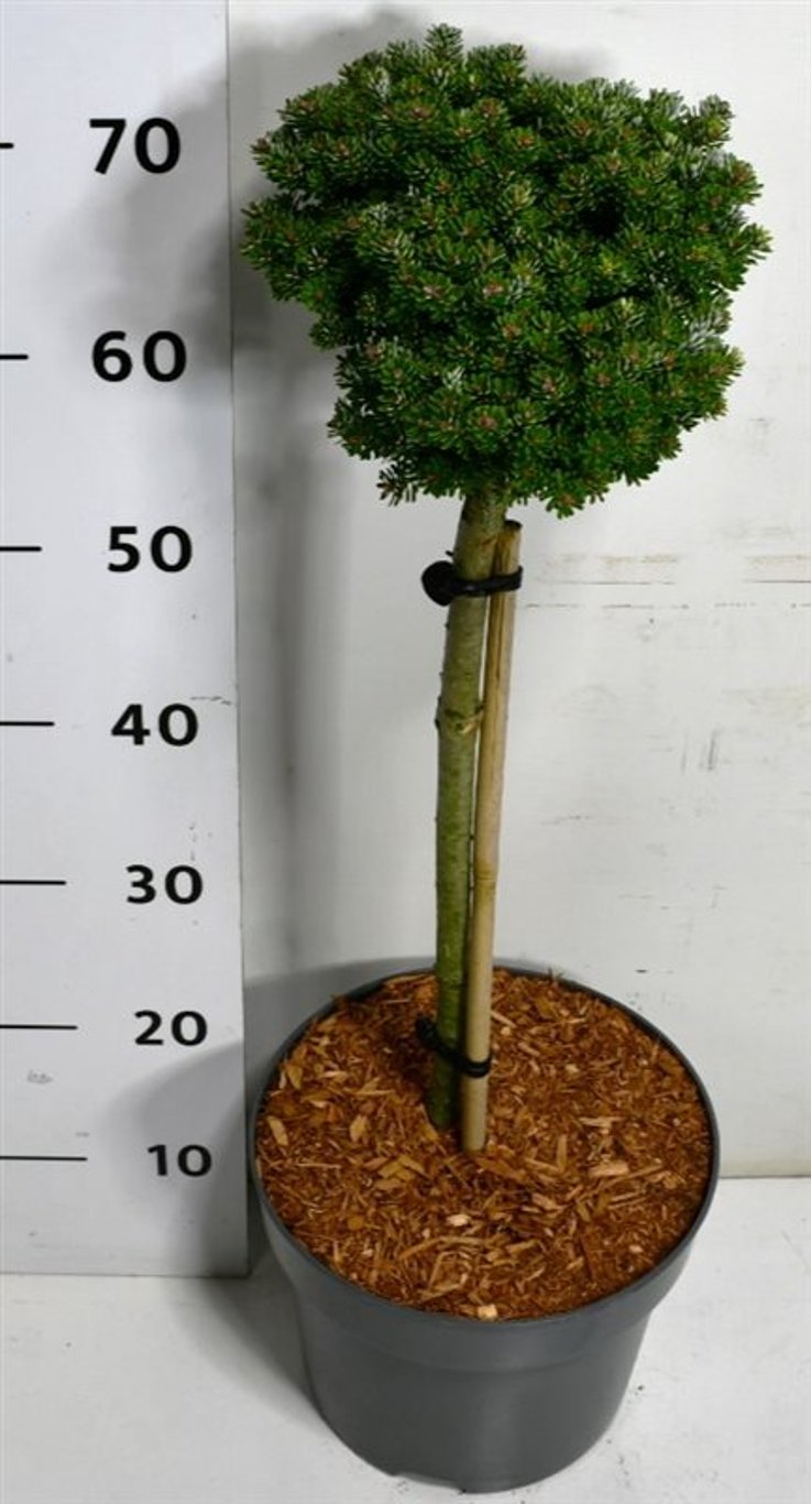 Abies koreana 'Silberlocke' - 40 CM Stem C7.5