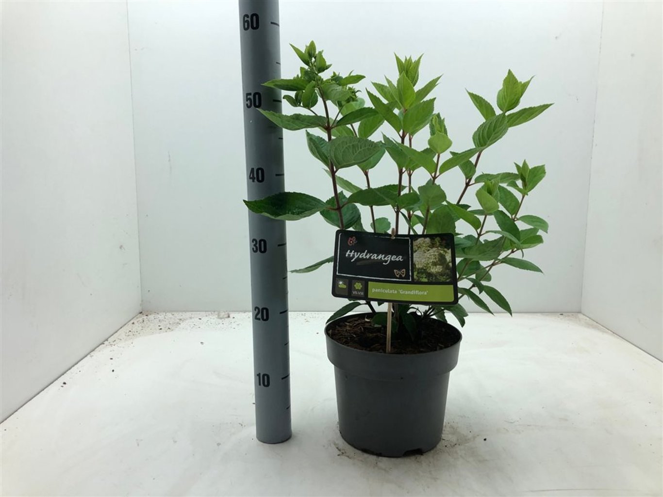 Hydrangea pan. 'Grandiflora' - C4