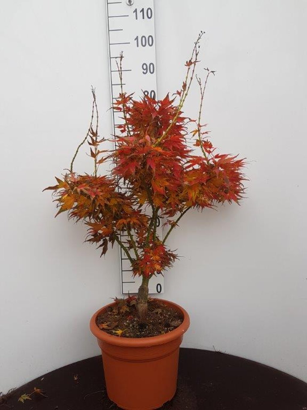 Acer pal. 'Mikawa-yatsubusa' - C15 60-80 CM