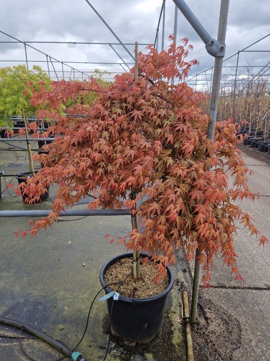 Acer pal. Cascade Ruby - 90 CM Stem C30