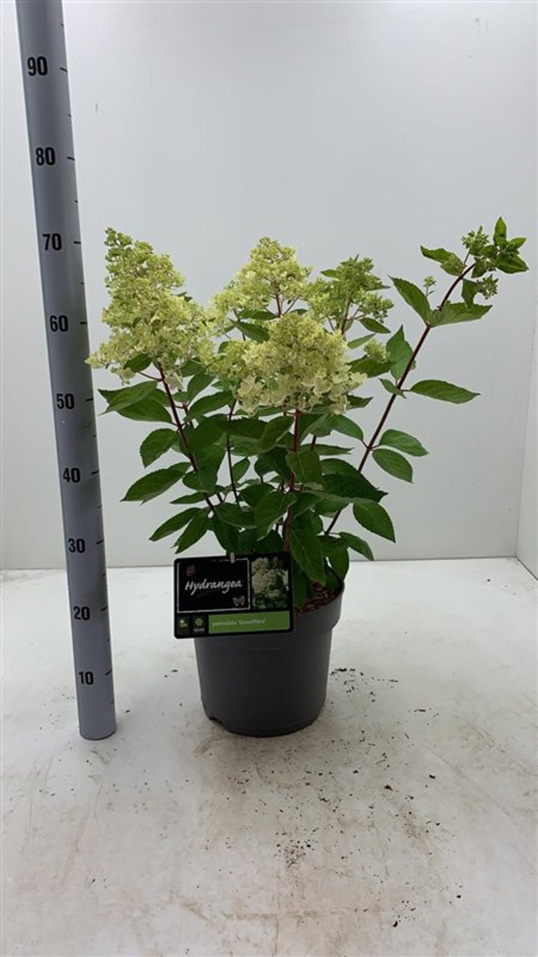Hydrangea pan. 'Grandiflora' - C7,5