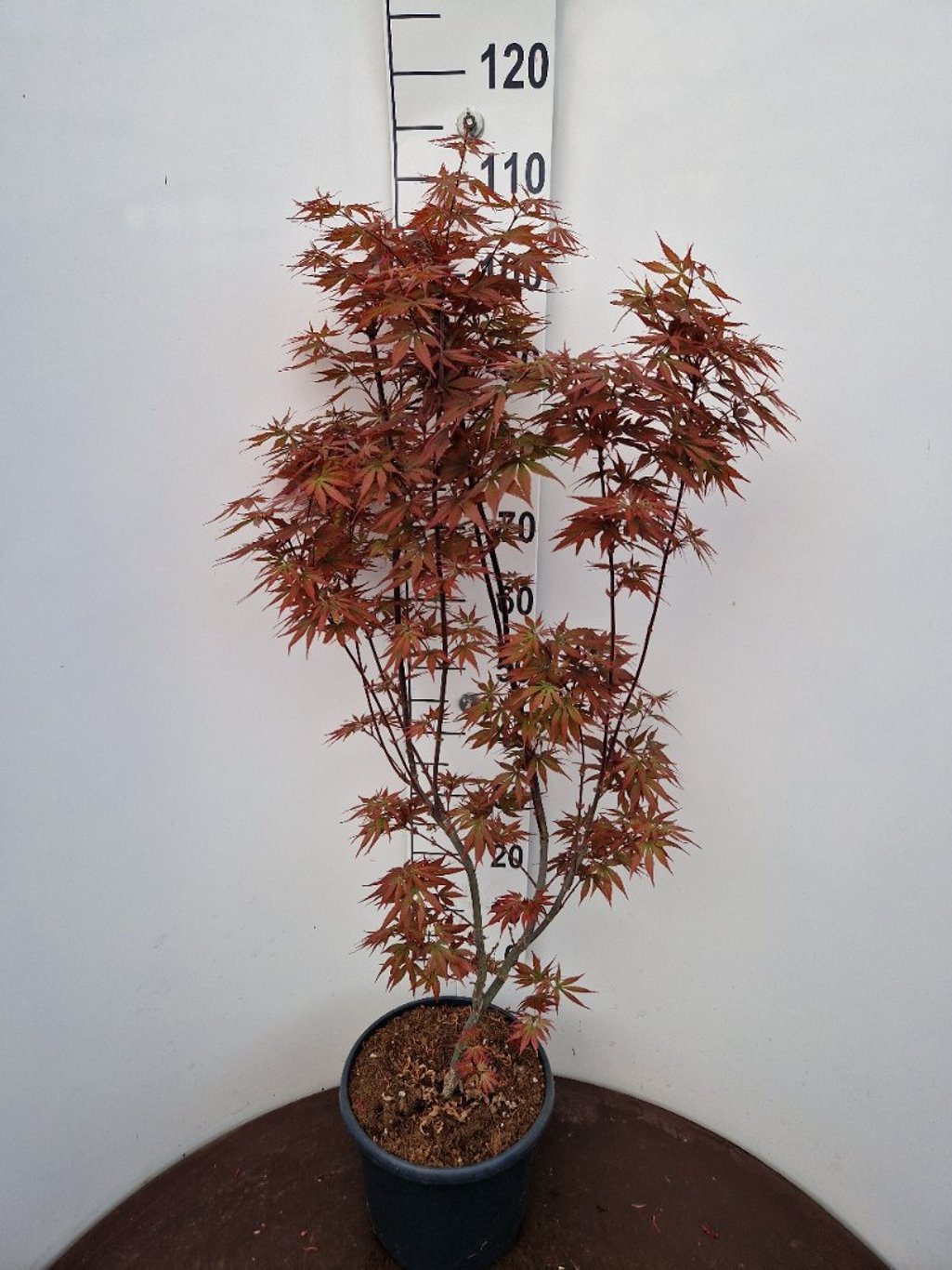Acer pal. 'Skeeter's Broom' - C10 80-100 CM