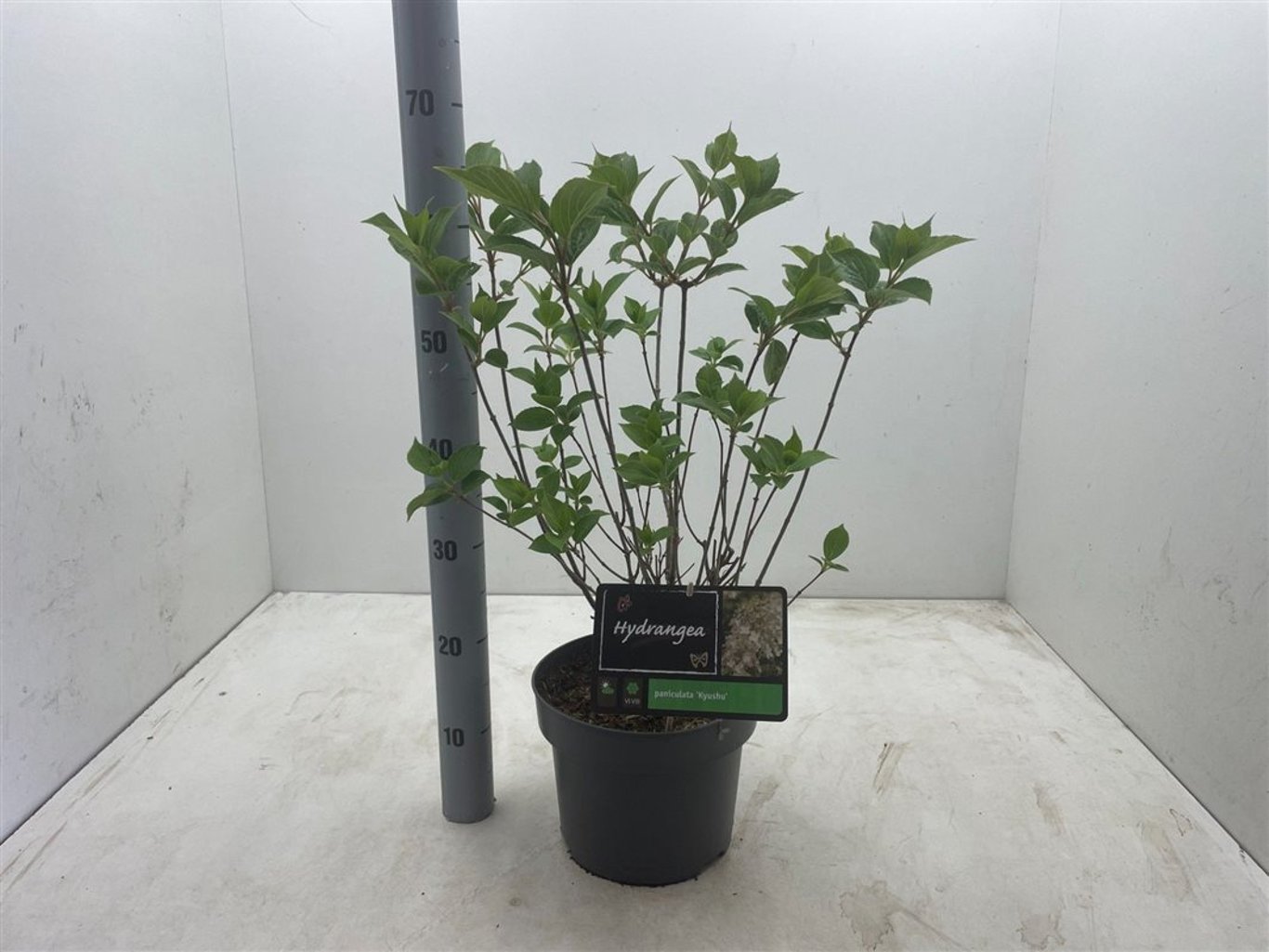 Hydrangea pan. 'Kyushu' - C5