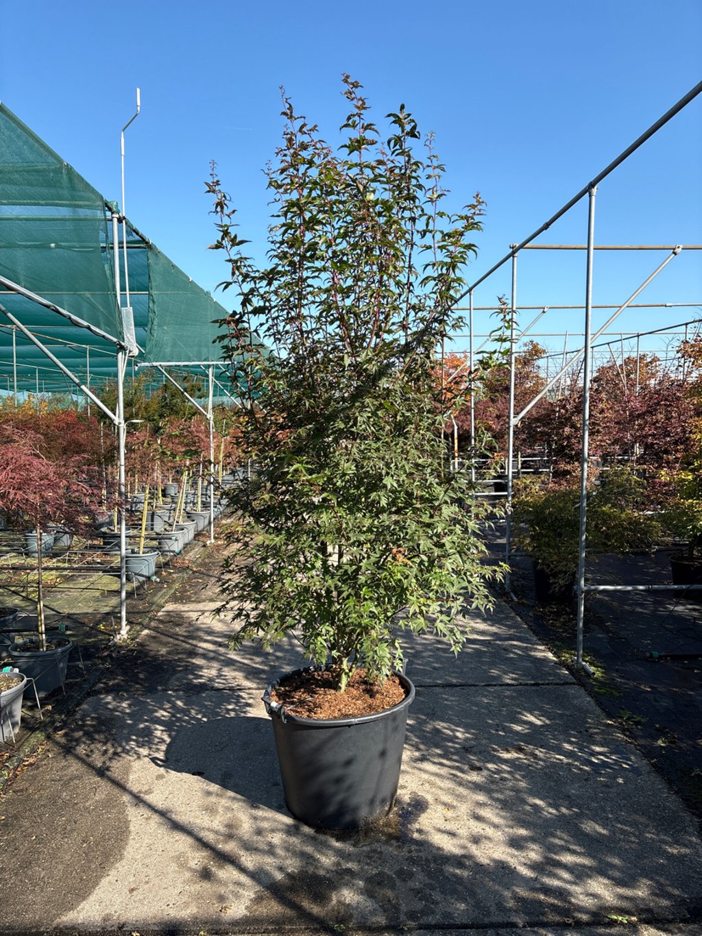 Acer pal. 'Redwine' - 250-300 CM in Cont.