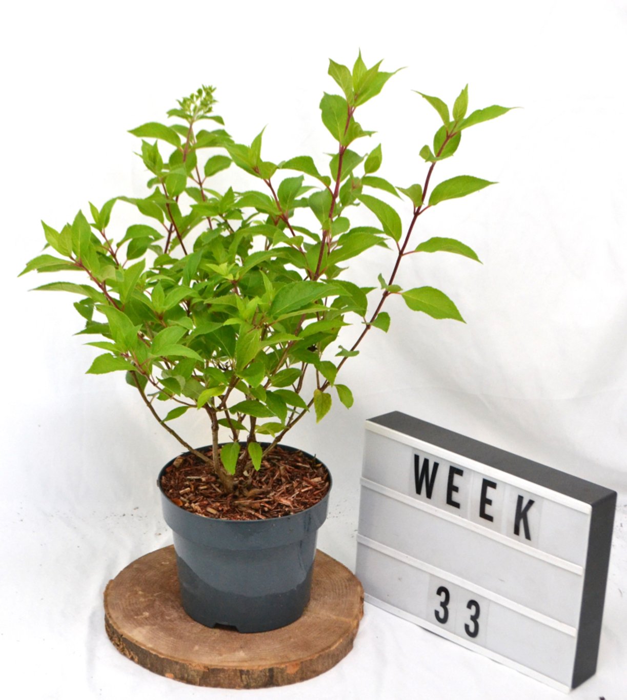 Hydrangea pan. 'Graffiti' - C3 20-40 CM