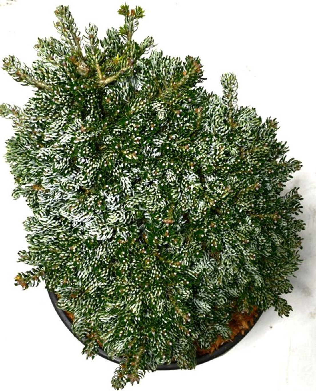 Abies koreana 'Kohout's Icebreaker'® - C12 30-40 CM