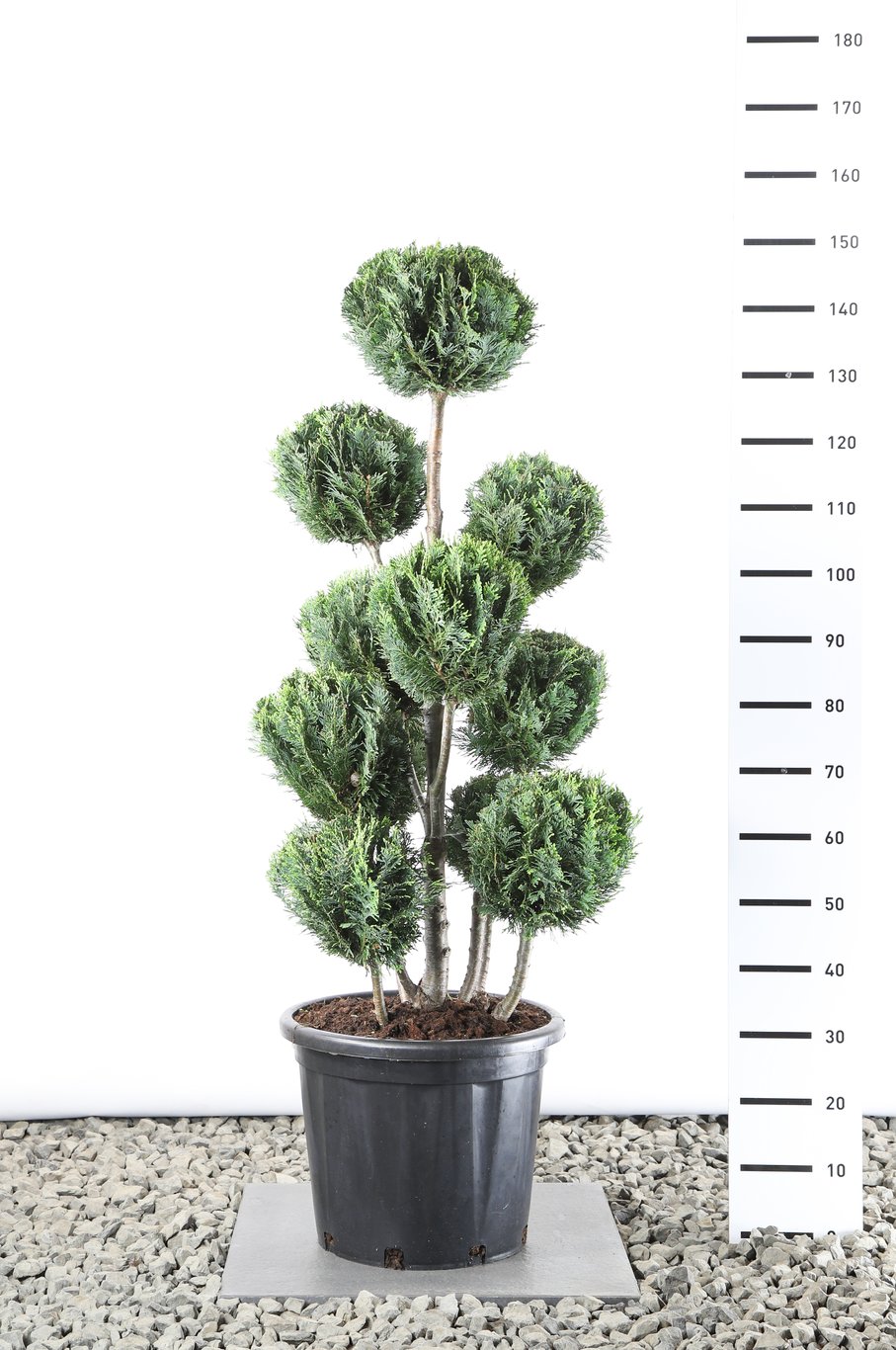 Chamaecyparis l. 'White Spot' - 100-125 CM PonPon Cont.