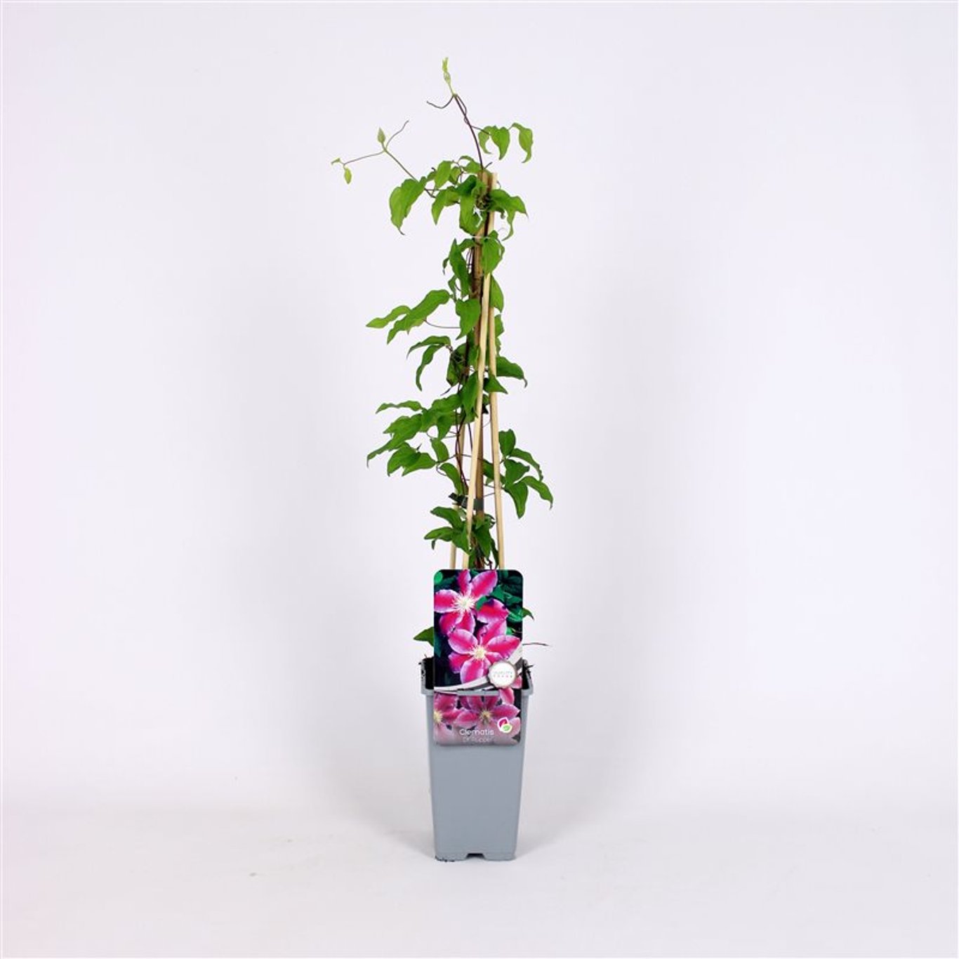 Clematis 'Dr Ruppel' - C2 70/+ CM