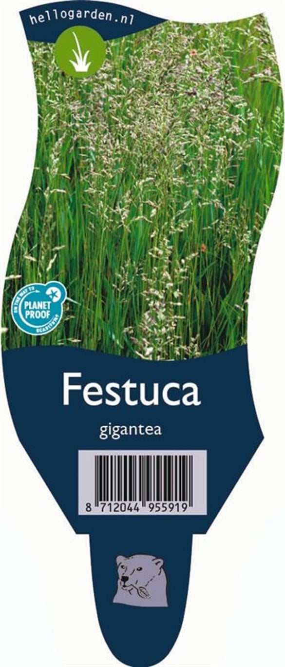 Festuca gigantea - P11