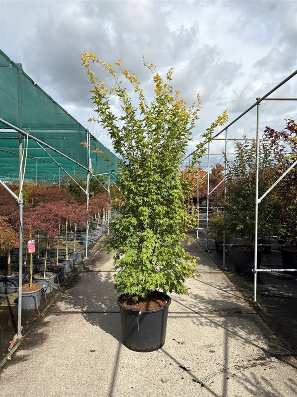 Acer pal. 'Orange Dream' - 250-300 CM in Cont.