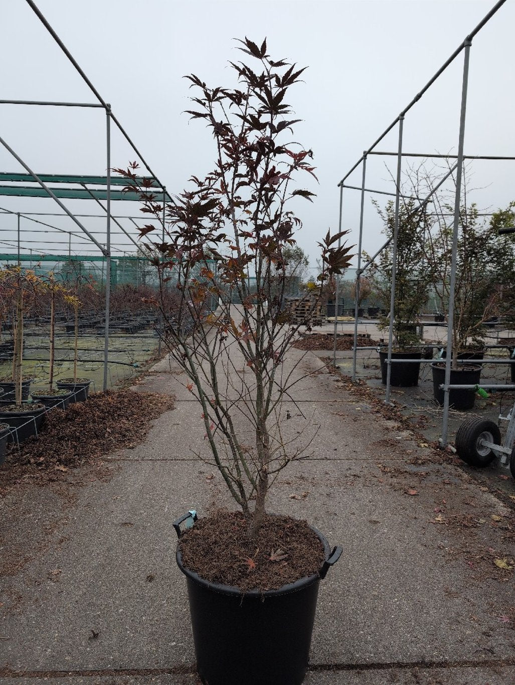 Acer pal. 'Atropurpureum' - C50 150-175 CM