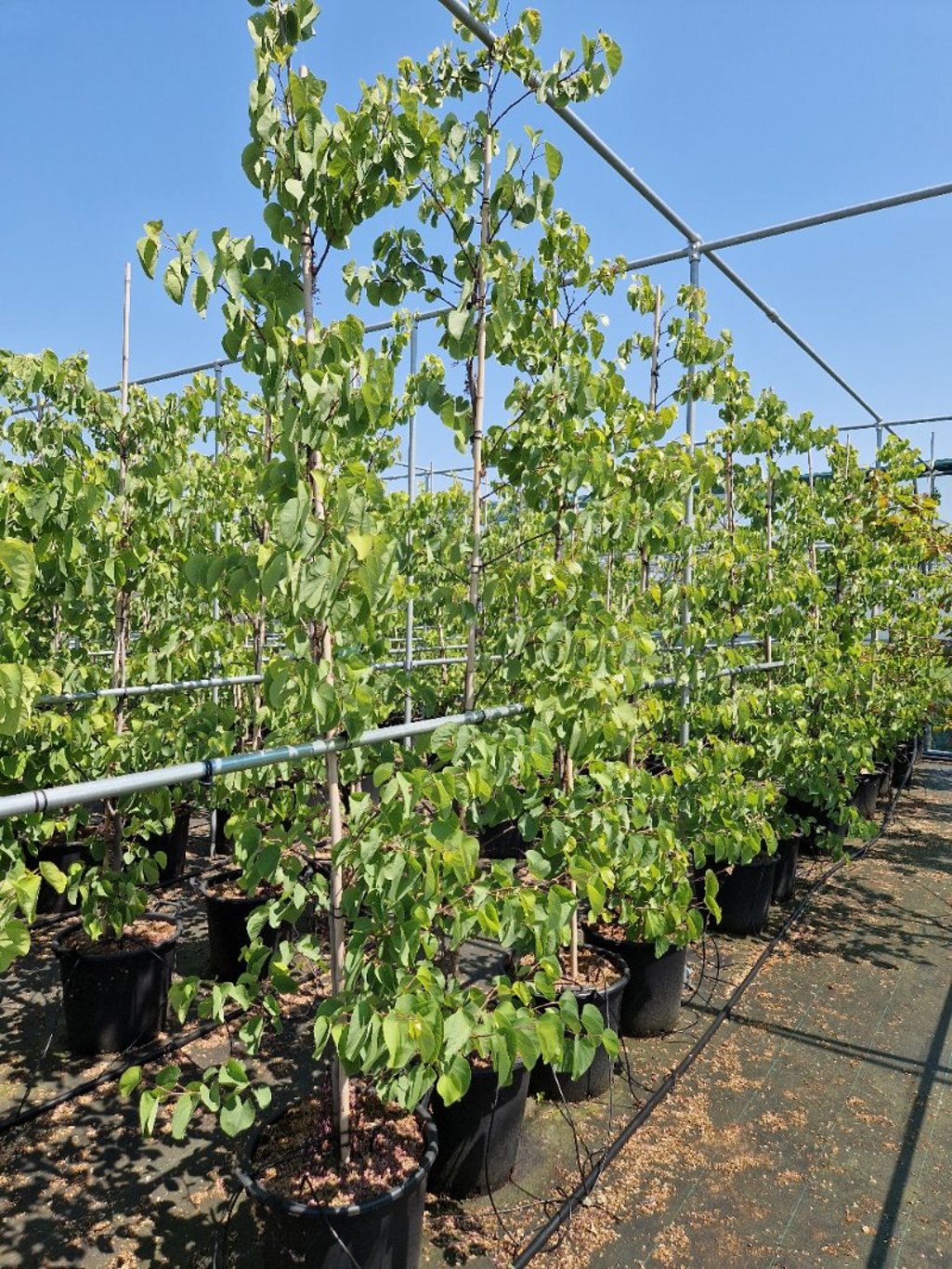 Cercis siliquastrum 'Bodnant' - C35 200-250 CM