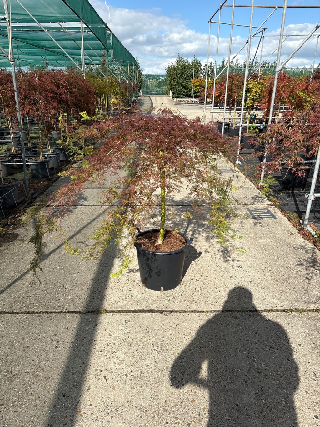 Acer pal. 'Emerald Lace' - 50 CM Stem C30
