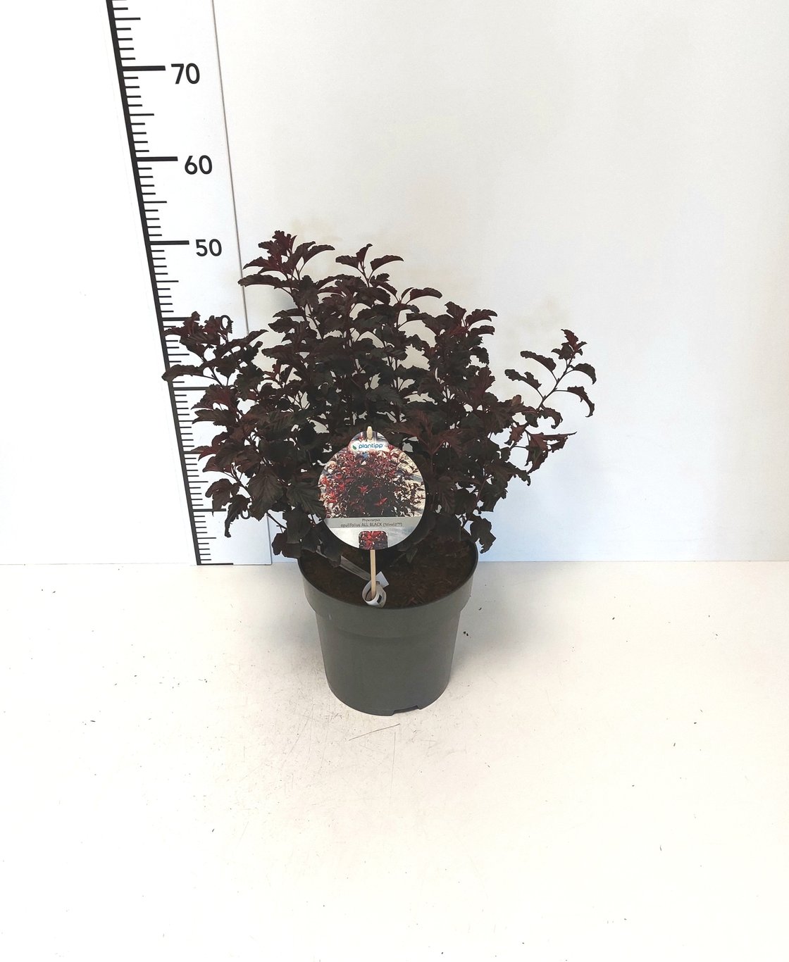 Physocarpus opuifl. 'All BLack' - C5 40-60 CM