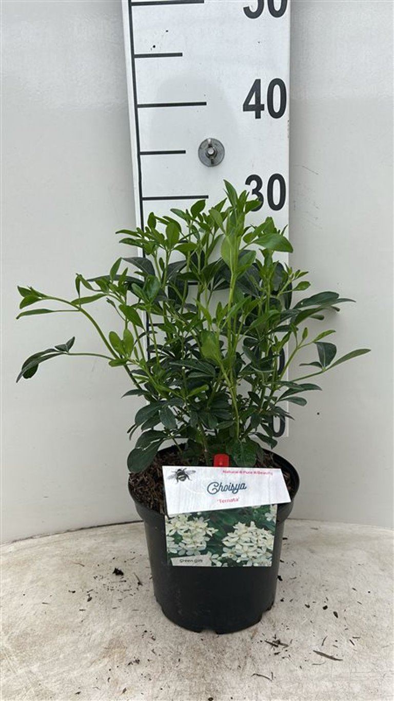 Choisya ternata - C3 25-30 CM