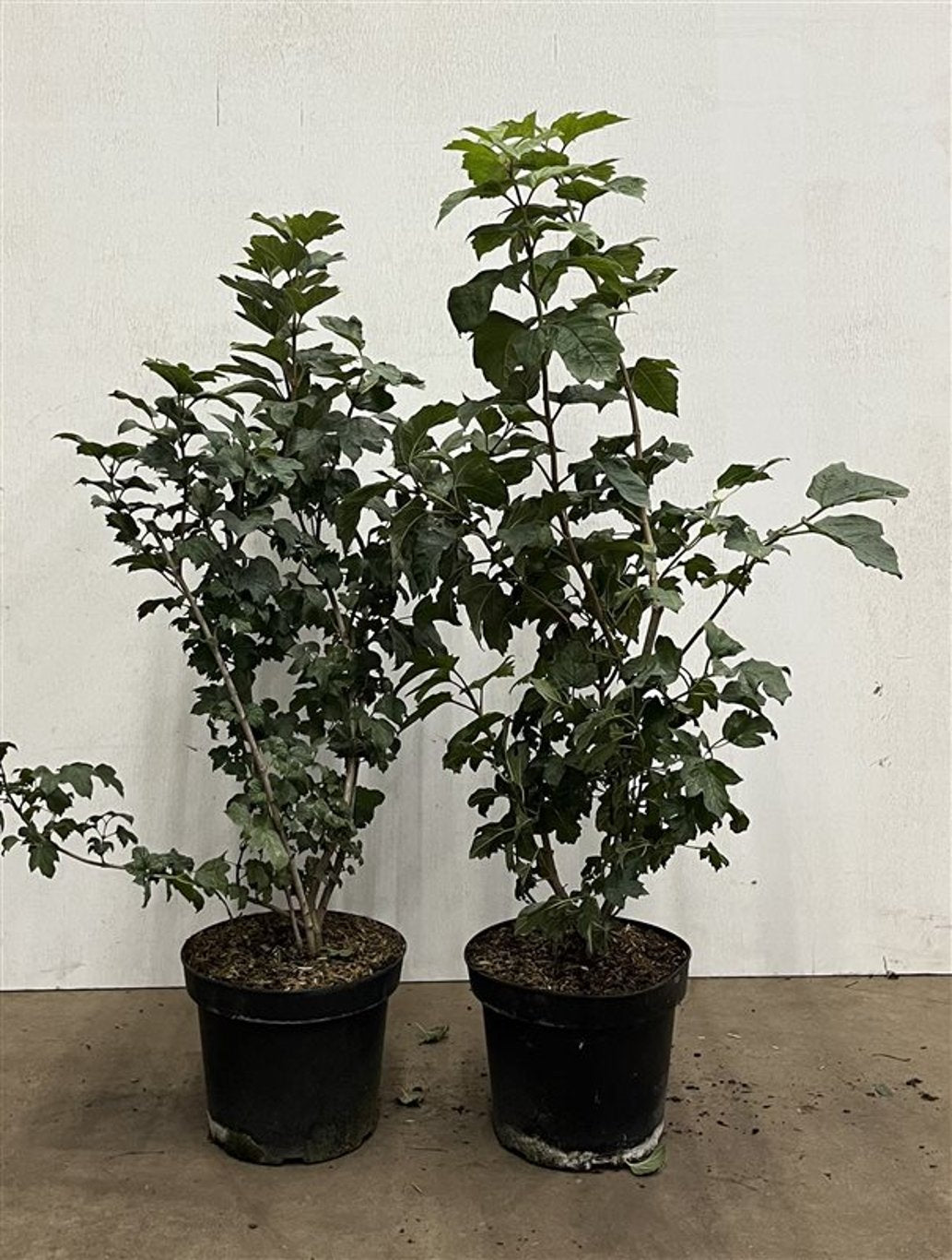 Viburnum opulus - C7.5 60-80 CM