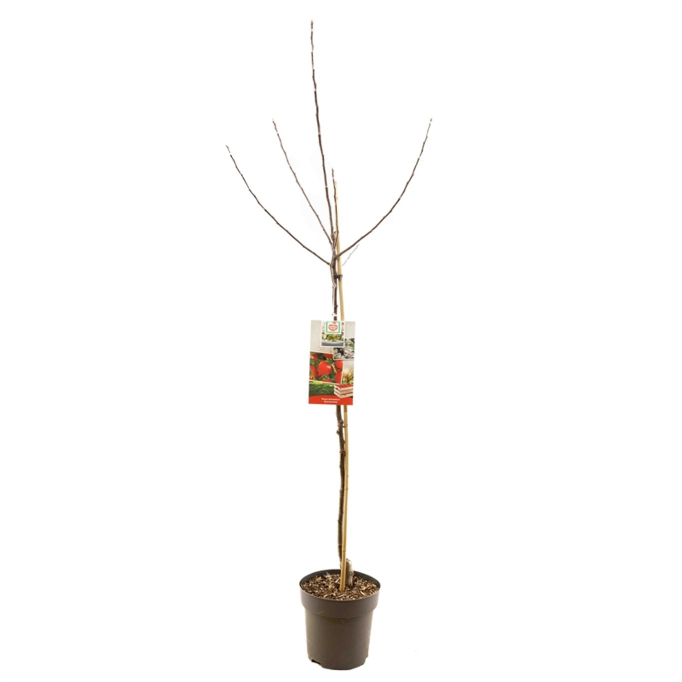 Malus d. 'Summerred' - C7,5 175-225 CM Halfstem