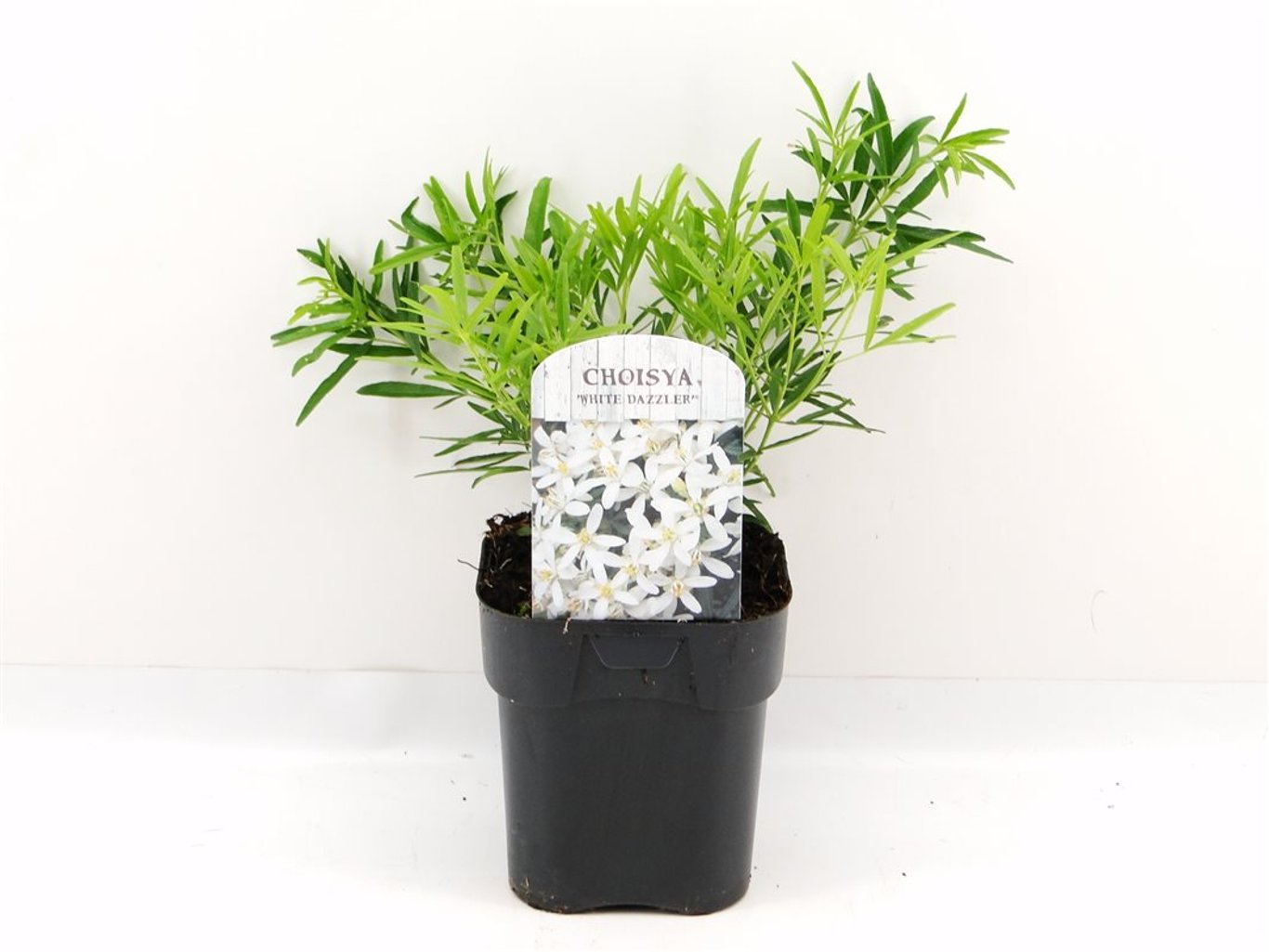 Choisya t. 'White Dazzler' - C2