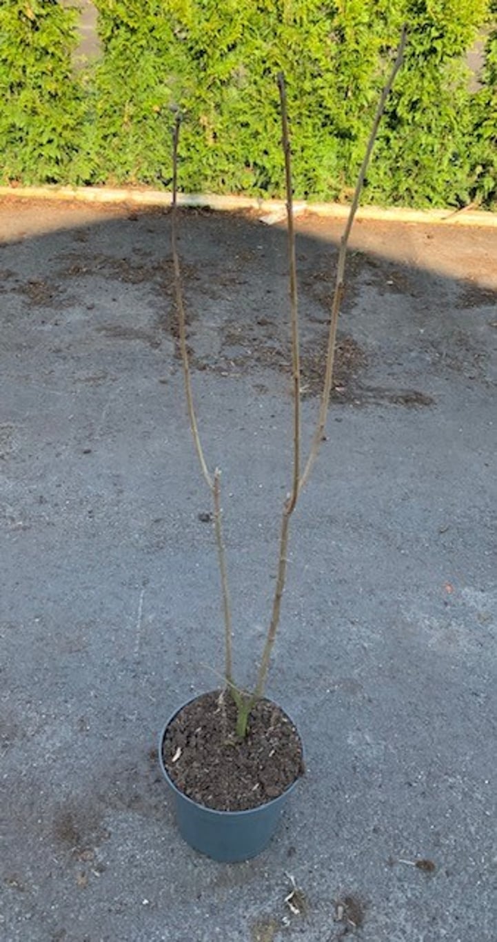 Chionanthus virginicus - 80-100 CM RB