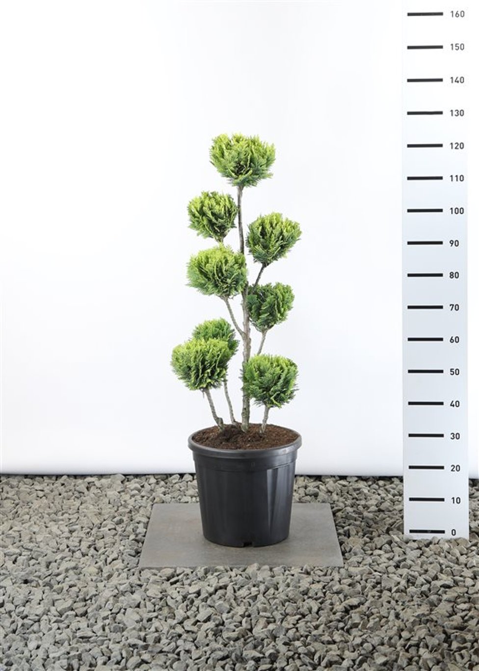 Chamaecyparis l. 'Alumigold' - 80-100 CM PonPon Cont.