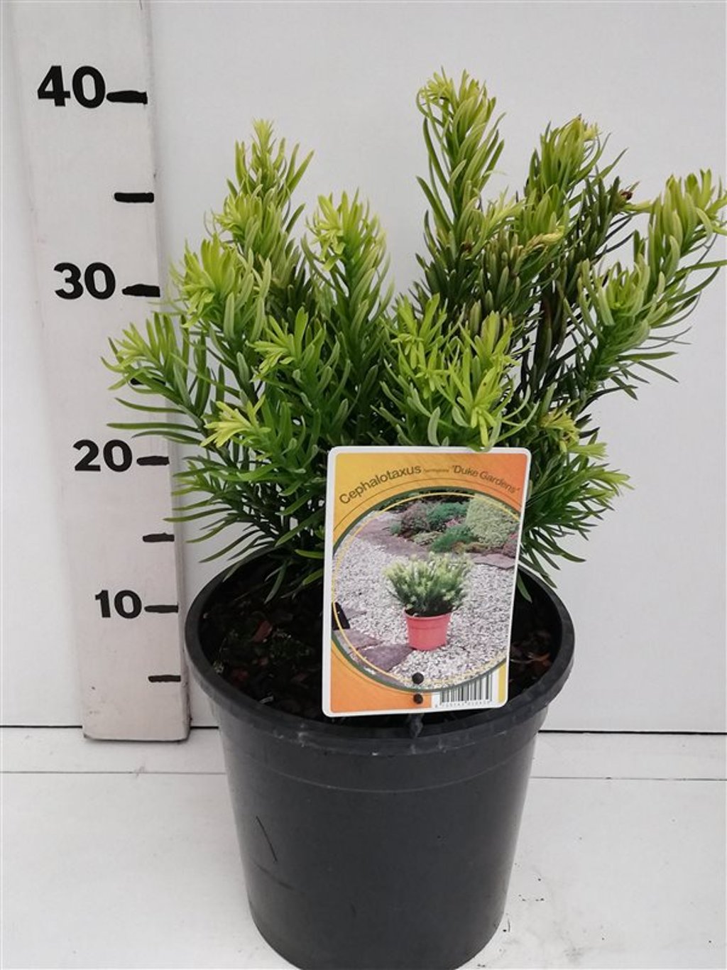 Cephalotaxus h. 'Duke Gardens' - C3 20-25 CM