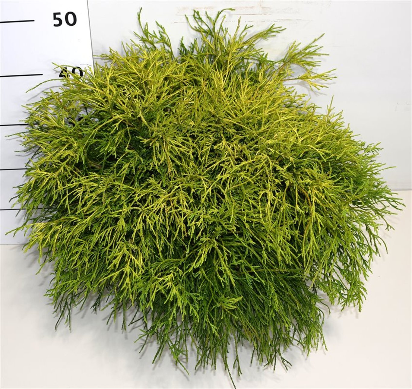 Chamaecyparis p. 'Sungold' - C7.5 60-70 CM