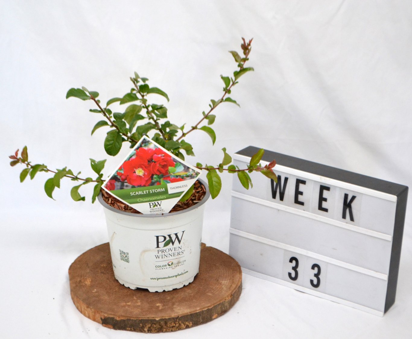 Chaenomeles spec. 'Scarlet Storm' - C3 20-40 CM