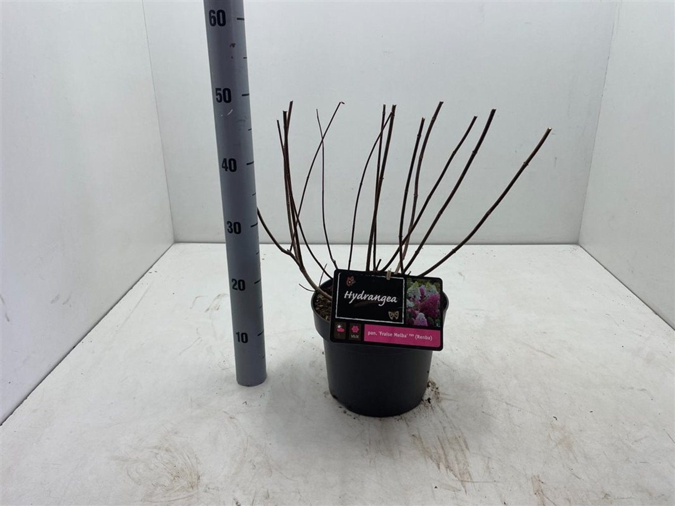 Hydrangea pan. 'Fraise Melba'® - C5