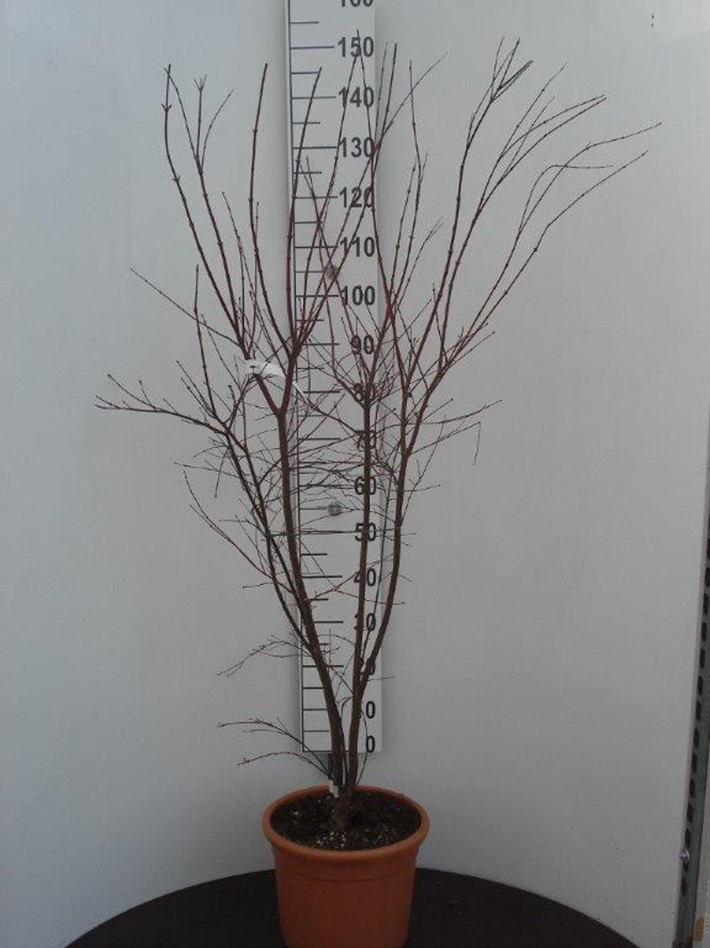 Acer pal. 'Deshojo' - C15 100-125 CM