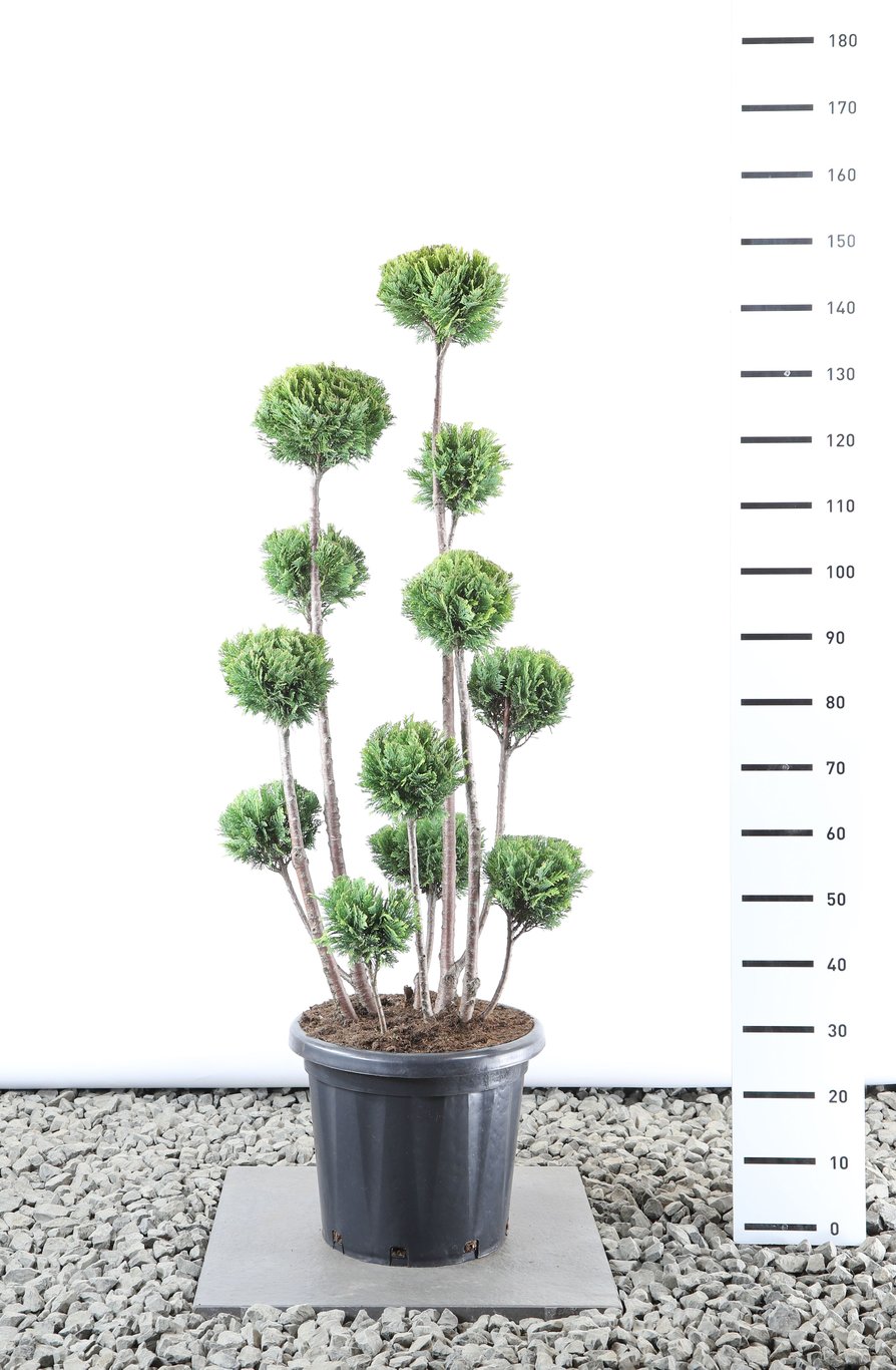 Chamaecyparis l. 'Ellw. Gold' - 100-125 CM PonPon EXTRA in Cont.