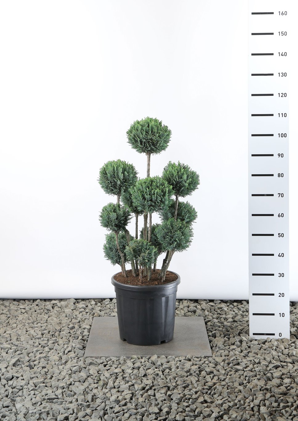 Chamaecyparis l. 'Ellwoodii' - 60-80 CM PonPon EXTRA in Cont.