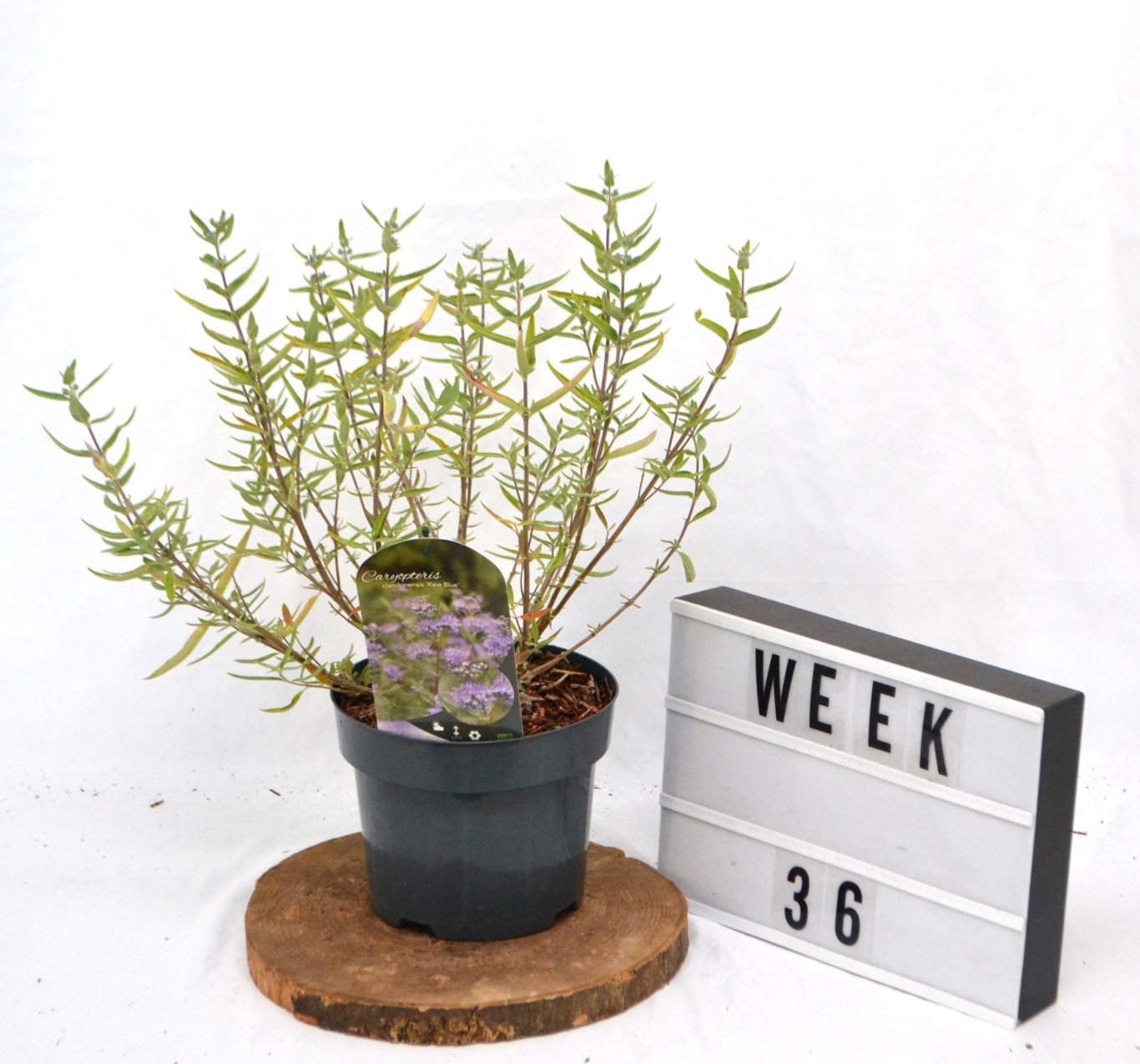 Caryopteris cland. 'Kew Blue' - C3 20-40 CM