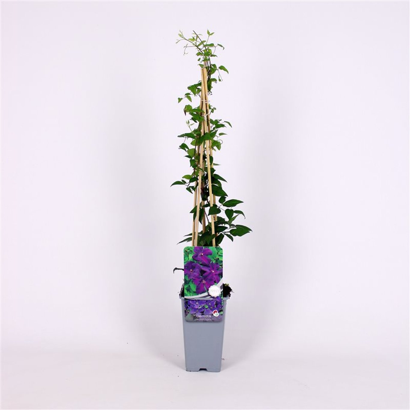 Clematis 'Polish Spirit' - C2 70/+ CM