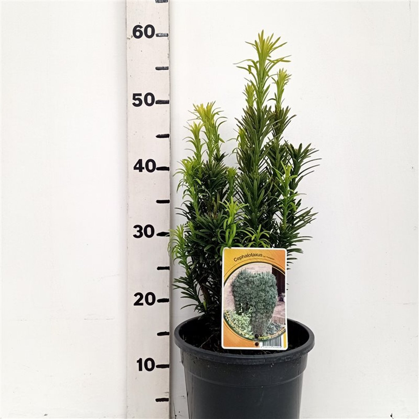 Cephalotaxus h. 'Fastigiata' - C3 30-40 CM